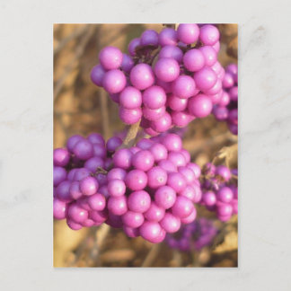 Callicarpa bodinieri (pink) - Postkarte