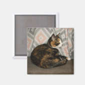 Callie Cat auf Sofa Magnet (Vorderseite/Rückseite)