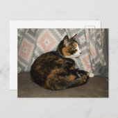 Callie Cat auf Sofa Postkarte (Vorne/Hinten)