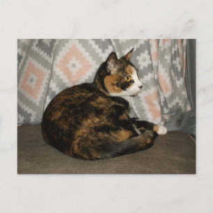 Callie Cat auf Sofa Postkarte