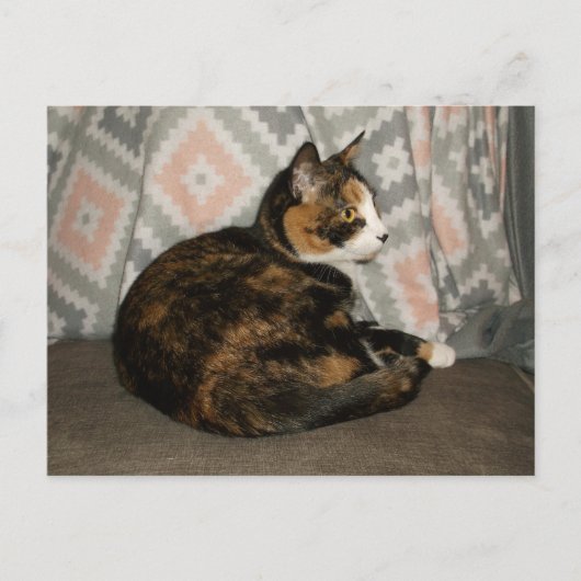 Callie Cat auf Sofa Postkarte (Vorderseite)
