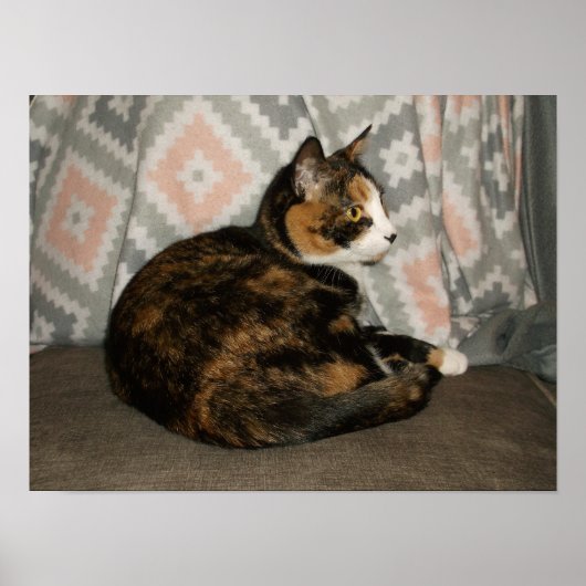 Callie Katze auf Sofa Poster (Vorne)