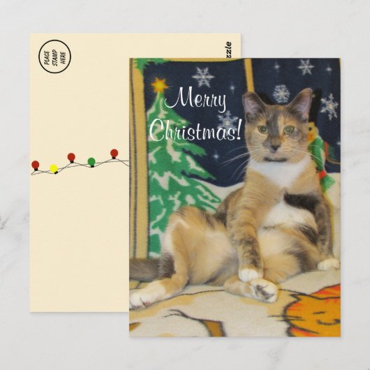 Callie Muffin Albern Cat Christmas Postkarte (Vorne/Hinten)