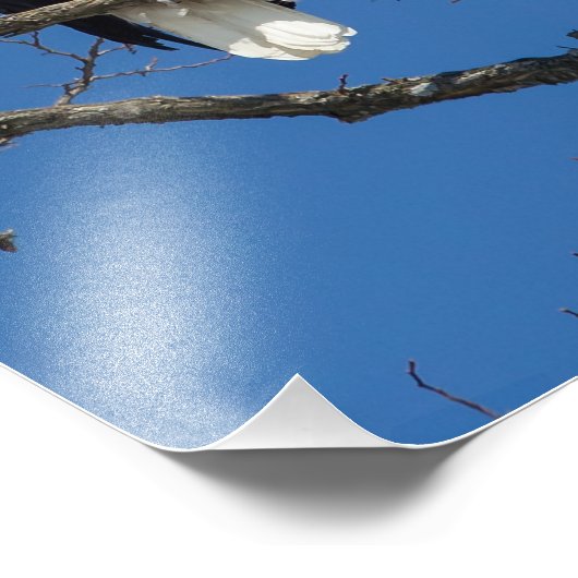 Calling Bald Eagle Fotodruck (Ecke)