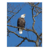Calling Bald Eagle Fotodruck (Vorne)