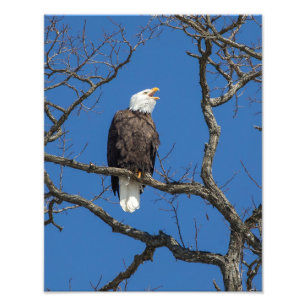 Calling Bald Eagle Fotodruck