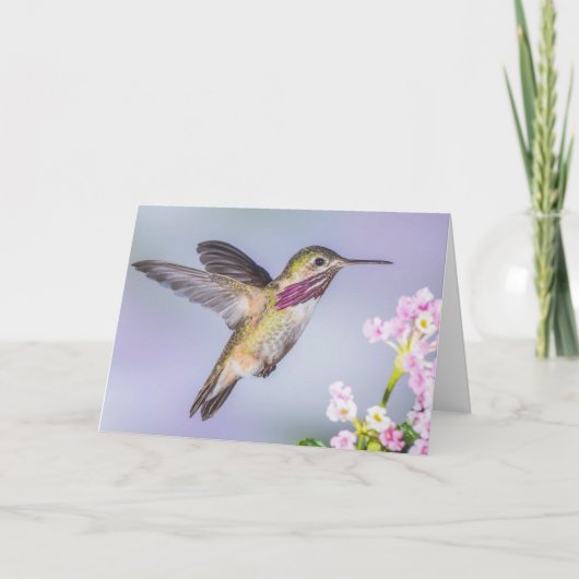Calliope Hummingbird Fliegen im Lila Beileid Karte (Vorderseite)