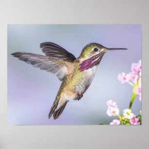 Calliope Hummingbird Fliegen in Lila & rosa Poster