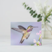 Calliope Hummingbird Fliegen in Lila & rosa Postkarte (Stehend Vorderseite)