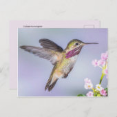 Calliope Hummingbird Fliegen in Lila & rosa Postkarte (Vorne/Hinten)
