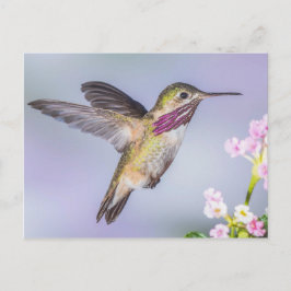 Calliope Hummingbird Fliegen in Lila & rosa Postkarte
