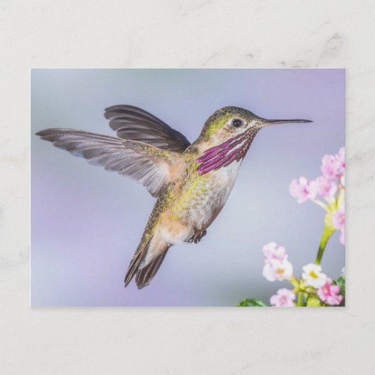 Calliope Hummingbird Fliegen in Lila & rosa Postkarte (Vorderseite)