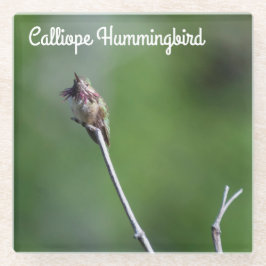 Calliope Hummingbird Glasuntersetzer
