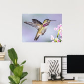 Calliope Hummingbird im Flug Poster (Heimbüro)