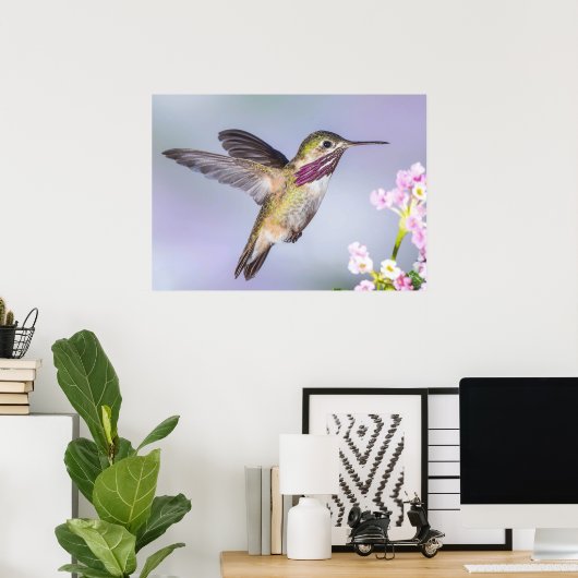 Calliope Hummingbird im Flug Poster (Heimbüro)