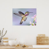 Calliope Hummingbird im Flug Poster (Küche)