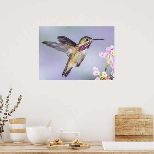 Calliope Hummingbird im Flug Poster (Küche)