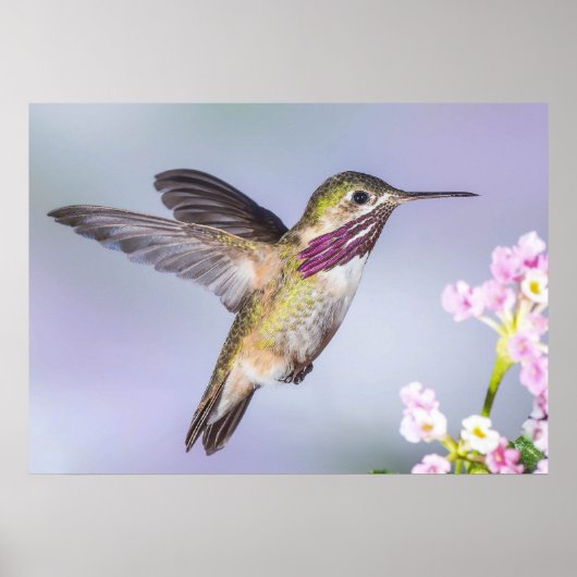 Calliope Hummingbird im Flug Poster (Vorne)