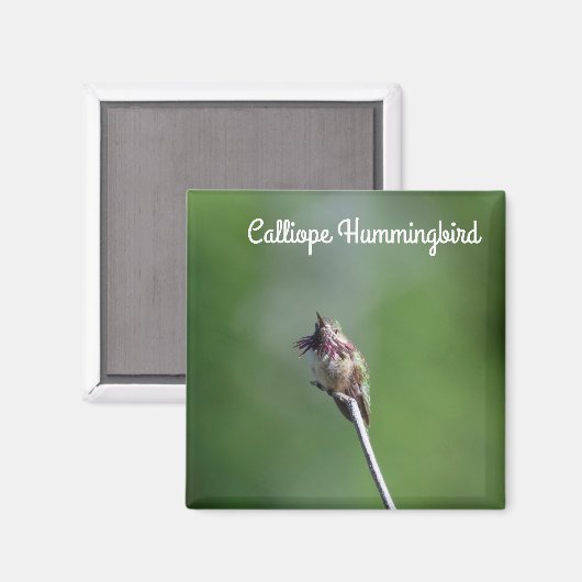 Calliope Hummingbird Magnet (Vorderseite/Rückseite)