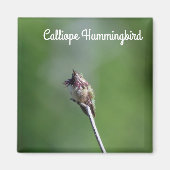 Calliope Hummingbird Magnet (Vorne)
