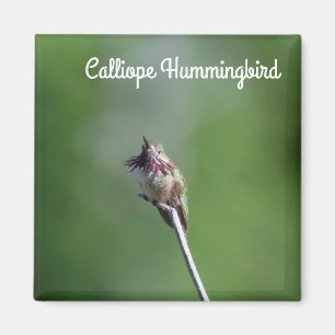 Calliope Hummingbird Magnet