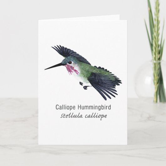 Calliope Hummingbird mit Namen Karte (Vorderseite)