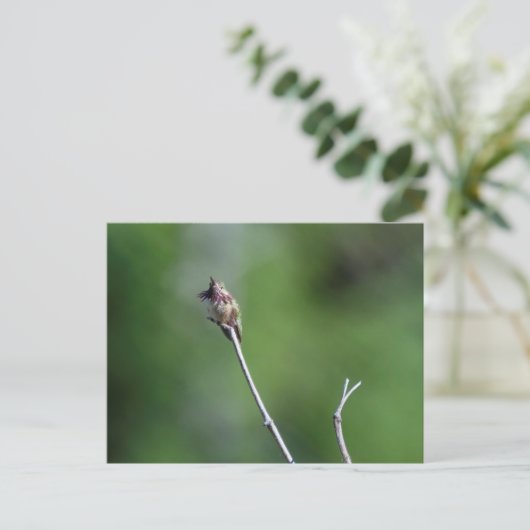 Calliope Hummingbird Postkarte (Stehend Vorderseite)