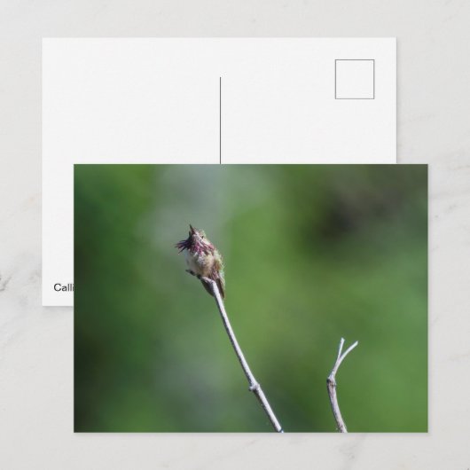 Calliope Hummingbird Postkarte (Vorne/Hinten)