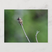 Calliope Hummingbird Postkarte (Vorderseite)