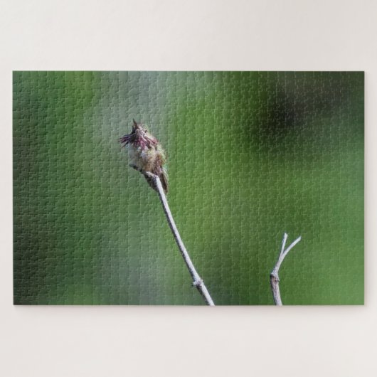 Calliope Hummingbird Puzzle (Horizontal)