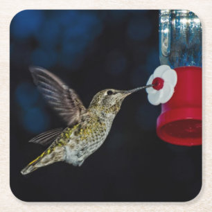Calliope-Kolibri an einem Zufuhr Rechteckiger Pappuntersetzer