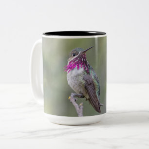 Calliope-Kolibri-große Tasse