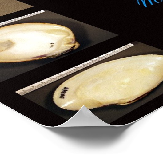 Callista Poster (Ecke)