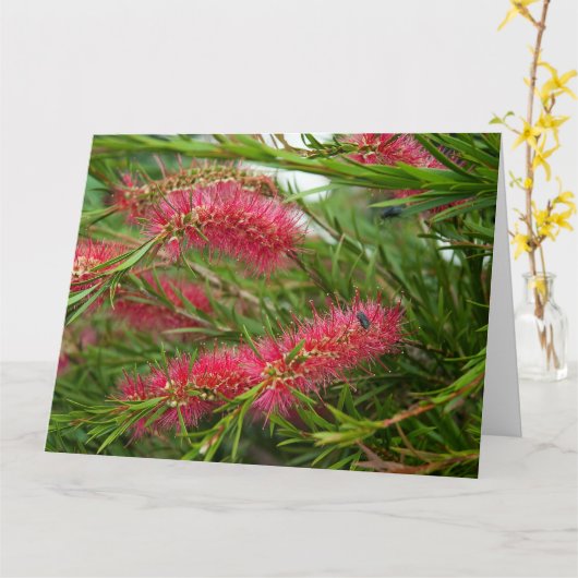 Callistemon Karte (Gelbe Blume)