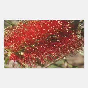 CALLISTEMON RED BOTTLE BRUSH TREE BLUME AUSTRALIEN RECHTECKIGER AUFKLEBER