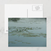 Calming Aquatic Postkarte (Vorne/Hinten)