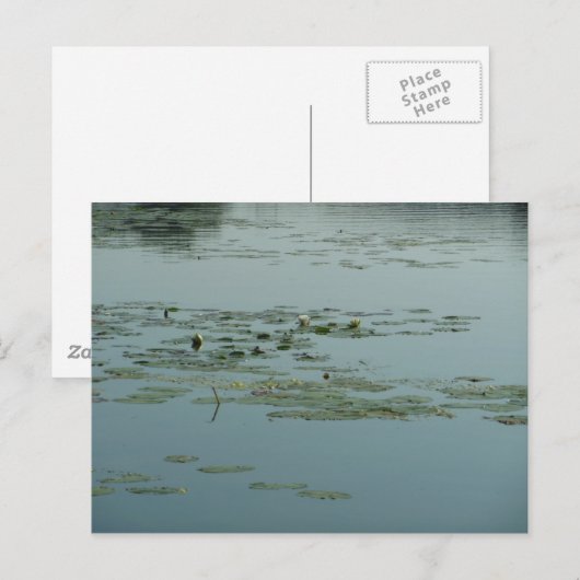 Calming Aquatic Postkarte (Vorne/Hinten)