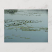 Calming Aquatic Postkarte (Vorderseite)