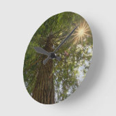 Calming Sequoia With Sunburst Nature Photo Runde Wanduhr (Winkel)