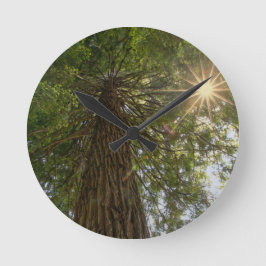 Calming Sequoia With Sunburst Nature Photo Runde Wanduhr