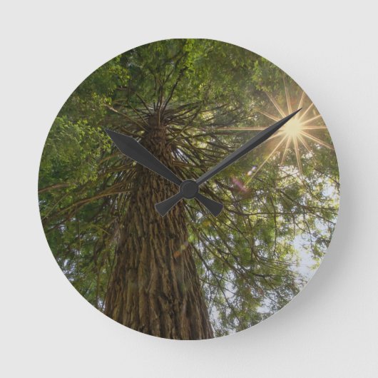 Calming Sequoia With Sunburst Nature Photo Runde Wanduhr (Vorderseite)