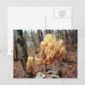Calocera Viskosa Postkarte (Vorne/Hinten)