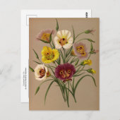 Calochorti Spec. Div. von Arentina Arendsen Postkarte (Vorne/Hinten)