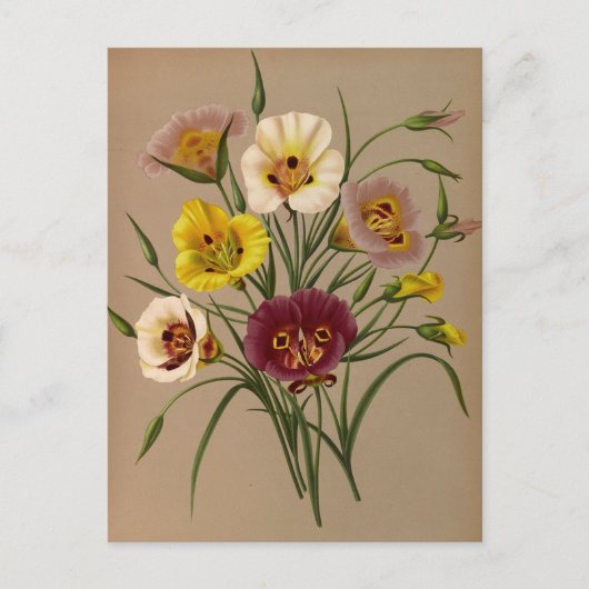 Calochorti Spec. Div. von Arentina Arendsen Postkarte (Vorderseite)