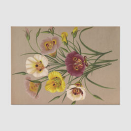 Calochorti Spec. Div. von Arentina Arendsen Seidenpapier