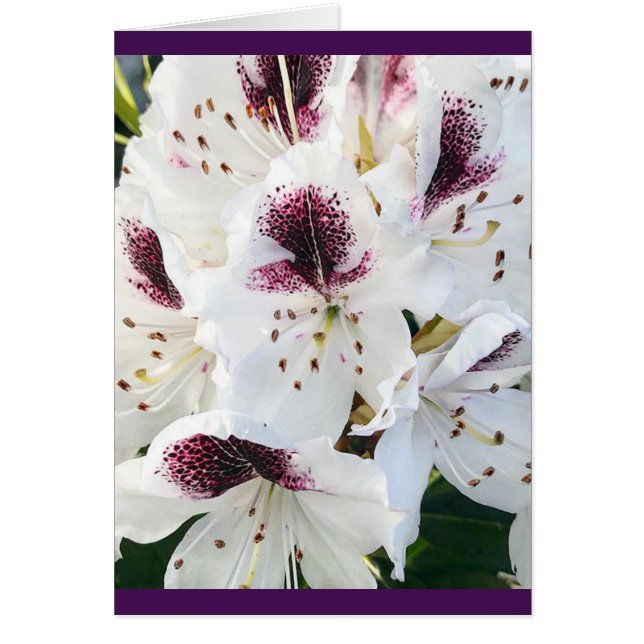 Calsap Rhododendrons (Vorne)