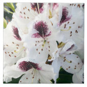 Calsap Rhododendrons Fliese (Vorderseite)
