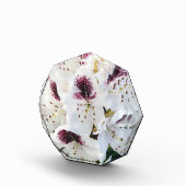 Calsap Rhododendrons Fotoblock (Rechts)