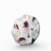 Calsap Rhododendrons Fotoblock (Links)