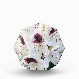 Calsap Rhododendrons Fotoblock